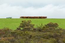 Farms, pastoral properties, and horticulture feature in many Rich 100 portfolios. Photo: Tom Zaunmayr