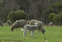 The Mount Barker abattoir would be a multi-species facility. Photo: Tom Zaunmayr