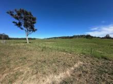 THUNDERBIRD THB Sb-Au BNBWA