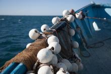 Commercial demersal fishing has been banned off the metro coast.