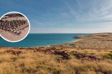 Recfishwest have installed an artificial reef in the Dampier Archipelago. Photo: Tom Zaunmayr.