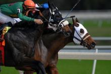 Race horses 