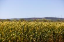Crops have started strong across much of WA's grainbelt this year. Photo: Tom Zaunmayr