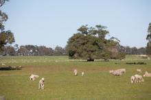 Lamb/sheep