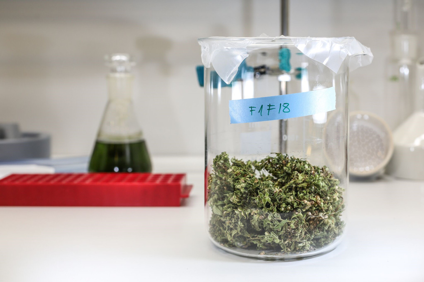MGC to distribute medical cannabis in South America