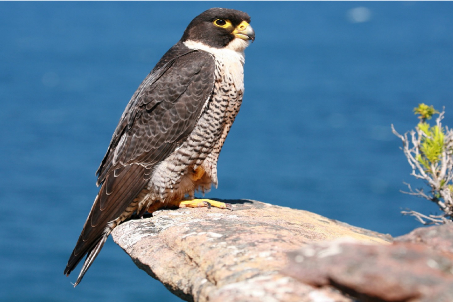 88 Energy spots oil in rock samples at Peregrine