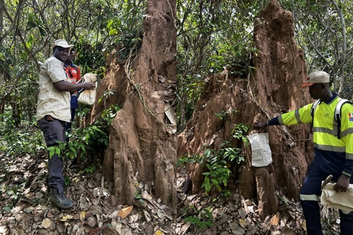 Sampling of termite mounds at MetalsGrove Zuénoula project in Cote d'Ivoire BNBWA