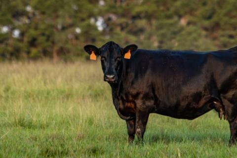 Rumin8 chief executive David Messina said the feed conversion figures alone underscored the product value. Photo: Rumin8.