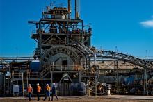 FORRESTANIA_LAKE JOHNSON PLANT_BNBWA